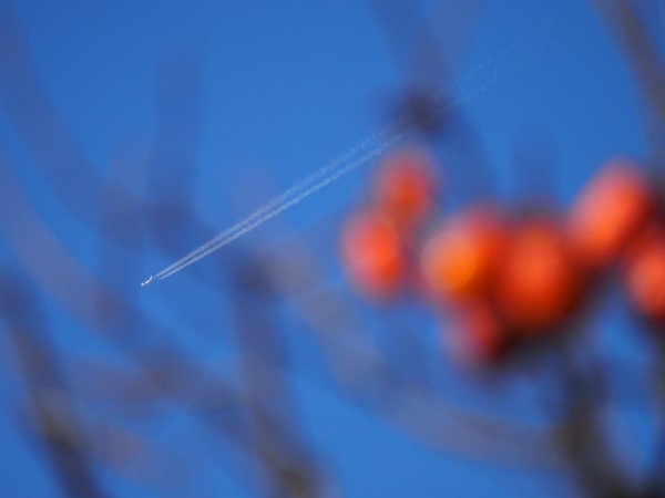 柿と飛行機