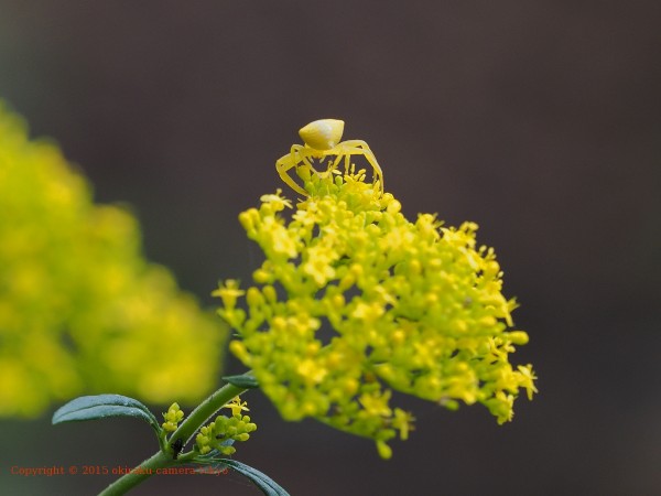 黄色いアズチグモ