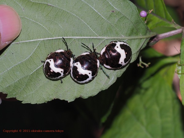 アカスジキンカメムシ 幼虫