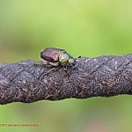 ヒゲブトハナムグリ ♀