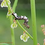 オカモトトゲエダシャク 幼虫