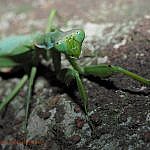 カマキリ