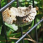 コアシナガバチ