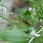 オオカマキリ