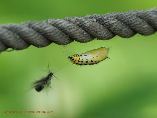 キアシドクガの蛹